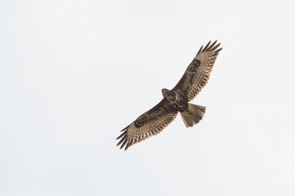 Buteo buteo ?  S�